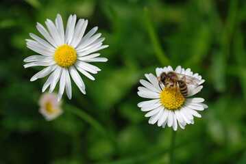 Flowers of daisies and bee. Meadow. - 603238086