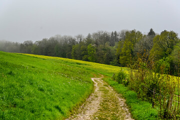 Mariastein, Metzerlen, Wald, Waldweg, Wanderweg, Aussichtspunkt, Landskronberg, Landskorn, Ruine, Burg, Fr&uuml;hling, Morgennebel, Nebel, Schweiz