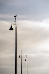 Obraz premium Seagulls on the lamps. Cloudy day.
