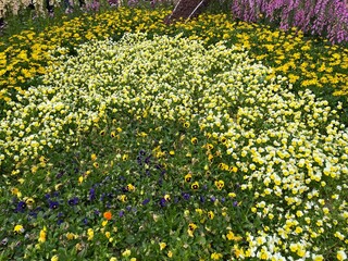 Obraz premium field of yellow flowers