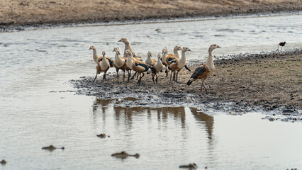 The Orinoco goose - Neochen jubata in the fall autumn warm colours Venezuela.