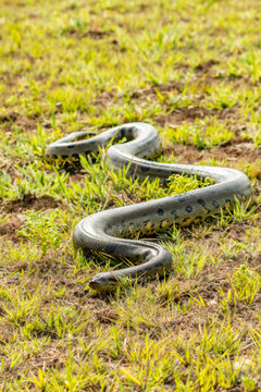 six-meter Anaconda large (Eunectes murinus) South America Venezuela.
