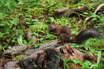 切り株に立ってクルミを食べるリス