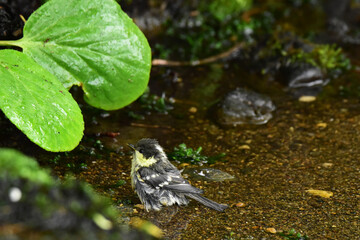 水浴びしたヒガラの幼鳥