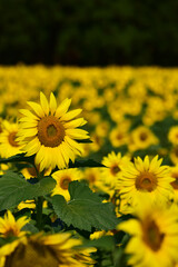 Fototapeta premium 秋のヒマワリ畑