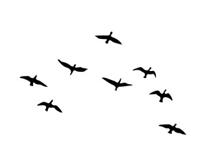 birds in the sky