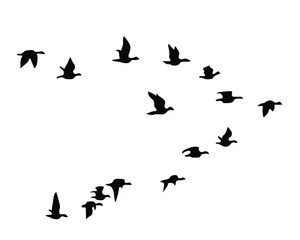 Naklejka na ściany i meble Flying bird continuous line drawing element isolatedfflock of bird