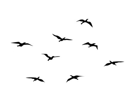 Flying bird continuous line drawing element isolatedfflock of bird
