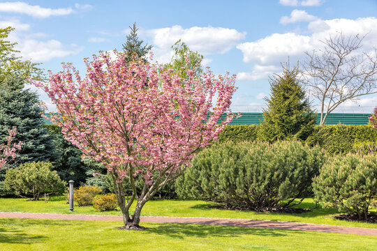 Blooming magnolia tree in a landscape park on a sunny spring day.