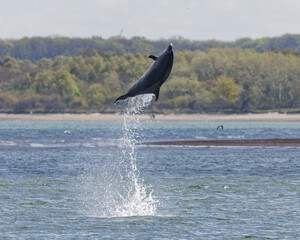 "Delle" in Travemünde © Thomas
