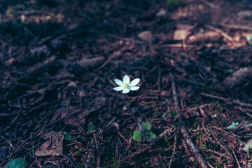White Hepatica nobilis spring flower.