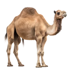Foto op Plexiglas brown camel isolated on white © Tidarat