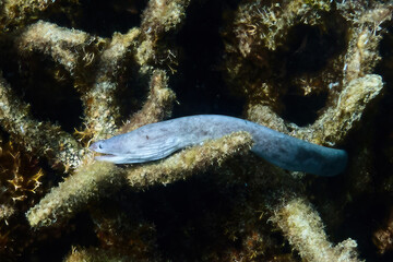 Fish aware identification. moray. Indian ocen. Diving. Coral fish underwater. Ecology