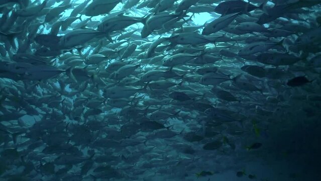 Under water film inside a school of hundreds of Mackerel fish - shot in slow motion - Thailand