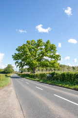 Fototapeta na wymiar Oak tree by the roadside