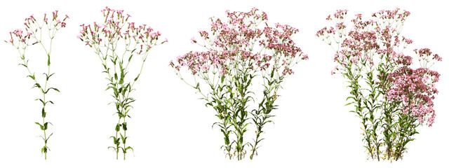 Flowers clipart for landscape design isolated background 3d rendering png