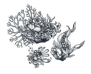 Vector hand drawn black and white illustration of algae and corals