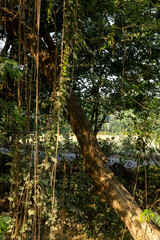 Ivy vine hanging on a tree