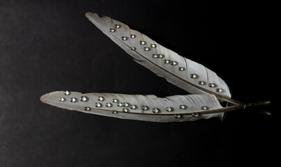 Droplets on pigeon feather. I took this photo into my studio 