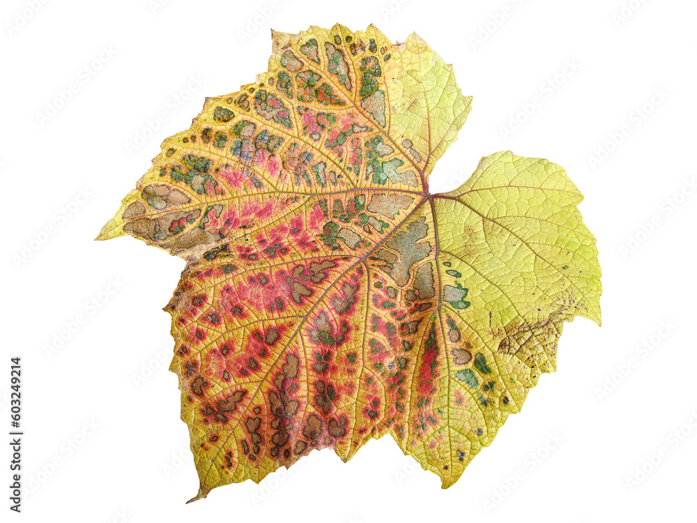 Wall mural vine leaf in autumn fall colour png stock photo file cut out and isolated on a transparent backgroun