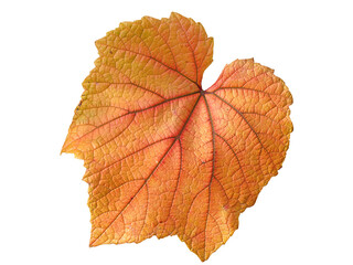 Vine leaf in autumn fall colour png stock photo file cut out and isolated on a transparent background