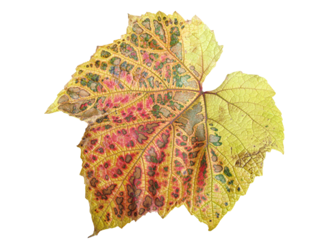 Vine leaf in autumn fall colour png stock photo file cut out and isolated on a transparent background
