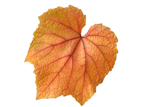 Vine leaf in autumn fall colour png stock photo file cut out and isolated on a transparent background