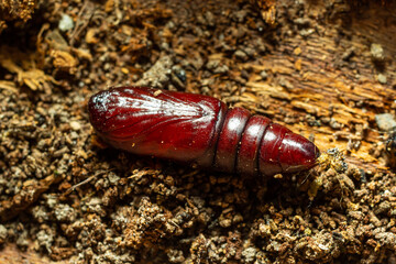 Brown chrysalis of a turnip moth Agrotis segetum on brown garden soil