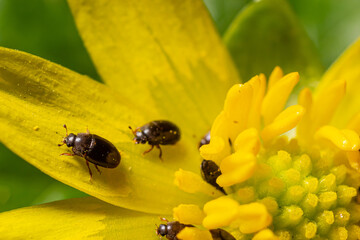 Rape beetle, meligethes aeneus on field pennycress, thlaspi arvense plant. Spring nature background.