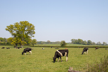Cattle grazing amongst the old oak trees.