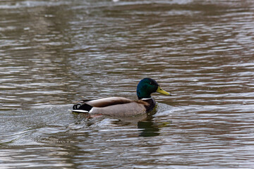 Mallard duck swimming on a pond picture with reflection in water. One mallard duck quacking on a lake