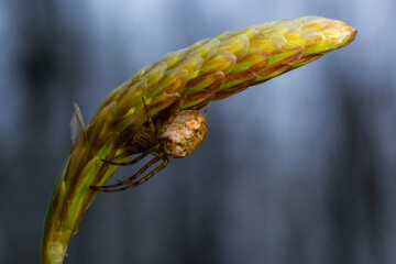 Fototapeta premium macro shot of Metellina spider on tip of green leaf, wildlife in natural environment