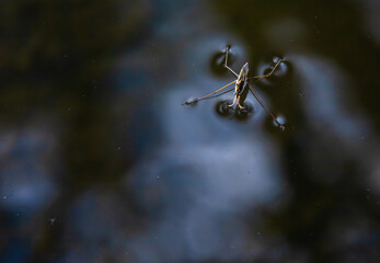 Insect Gerris lacustris, known as common pond skater or common water strider is a species of water strider, found in Europe have ability to move quickly on the water surface and have hydrophobic legs - Powered by Adobe