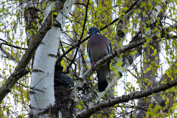 Columba palumbus bird on a birch branch in June. The common wood pigeon, Columba palumbus, is a large species in the dove and pigeon family