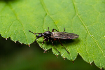 Bibio marci is a fly from the family Bibionidae called March flies and lovebugs. Larvae of this insects live in soil and damaged plant roots