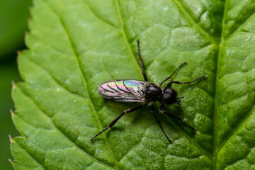 Aquilegia sawfly called also columbine sawfly Pristiphora rufipes. Common pest of currants and gooseberries in gardens and cultivated plantations