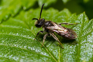 Closeup on a female furrow banded sweat bee, Lasioglossum zonulum, on a green leaf