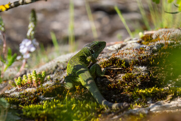 European green lizard Lacerta viridis emerging from the grass exposing its beautiful colors