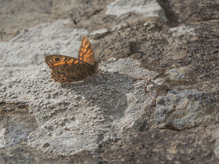 Wall butterfly (Lasiommata maera) basking in the sun