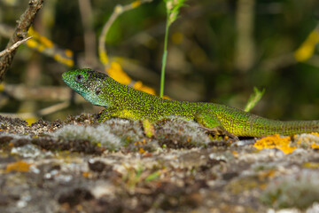 European green lizard Lacerta viridis emerging from the grass exposing its beautiful colors
