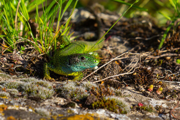 European green lizard Lacerta viridis emerging from the grass exposing its beautiful colors