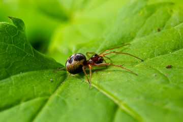 macro shot of Metellina spider on tip of green leaf, wildlife in natural environment