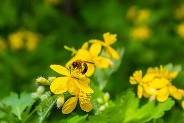 Celandine. Chelidonium family Poppy taxonomic name of the genus published by the Swedish taxonomist...