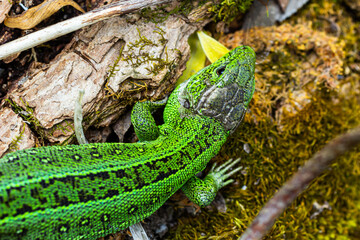 European green lizard Lacerta viridis emerging from the grass exposing its beautiful colors