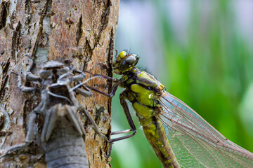 Larval dragonfly grey shell. Nymphal exuvia of Gomphus vulgatissimus. White filaments hanging out of exuvia are linings of tracheae. Exuviae, dried outer casing on blade of grass