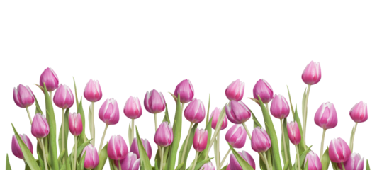 Pink tulips flowers overlay, floral border, isolated