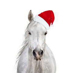 White horse with Santa hat, isolated