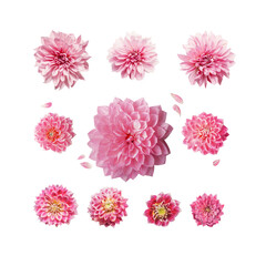 Various pink blooms and petals of  asters, dahlias and chrysanthemums. Isolated