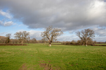 Fototapeta na wymiar Springtime meadow with oak trees.