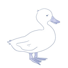 Duck 